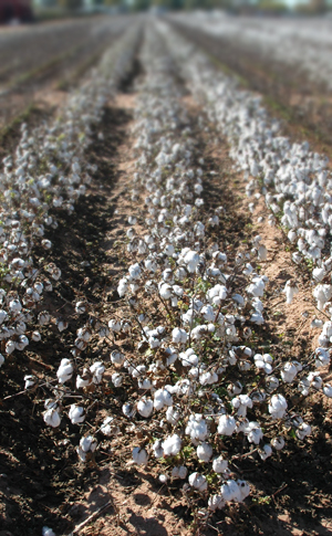 cotton field
