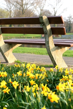 Fayette County Daffodil